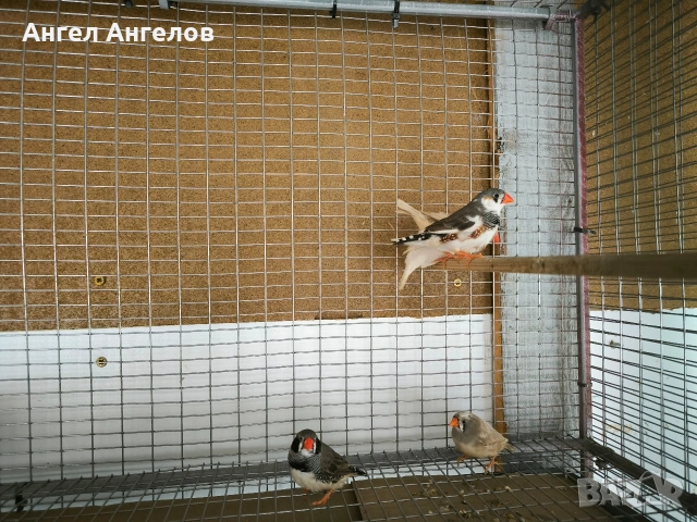 зеброви амадини 