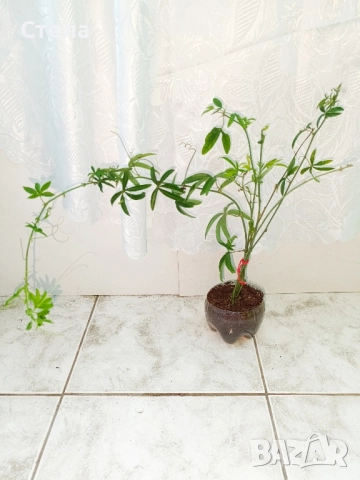 Бенджамин, Хлорофитум, Бегония, Женшен, Фикус , снимка 12 - Стайни растения - 41867611