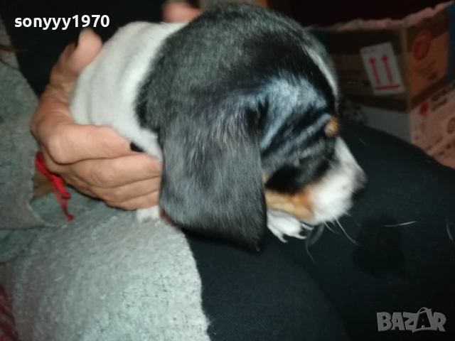 ДЖАК РЪСЕЛ ТЕРИЕР С ВАКСИНА И ПАСПОРТ 0610250734, снимка 6 - Джак ръсел териер - 51957467