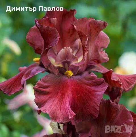 Перуника,ирис - различни цветове високи ароматни, снимка 2 - Градински цветя и растения - 37148734