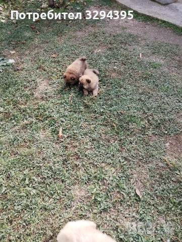 чау чау, снимка 5 - Чау Чау - 49040809