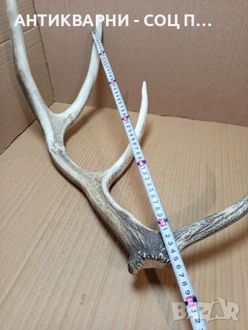 Стар Голям Единичен Еленски Рог Рога Тегло 1.450кг. НОМЕР 721., снимка 11 - Антикварни и старинни предмети - 53528348