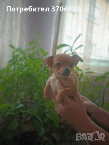 мини пинчер, снимка 1