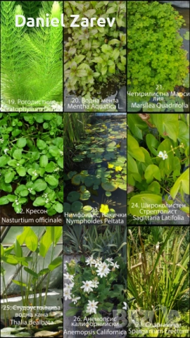 Продавам водни лилии, езерни растения и цветя. Тор за растения., снимка 7 - Градински цветя и растения - 28830827