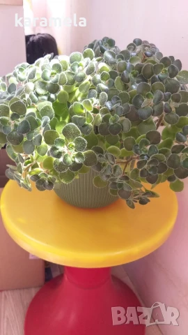 Дървото на парите, снимка 5 - Стайни растения - 51040794