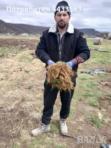 Расдас ягоди 