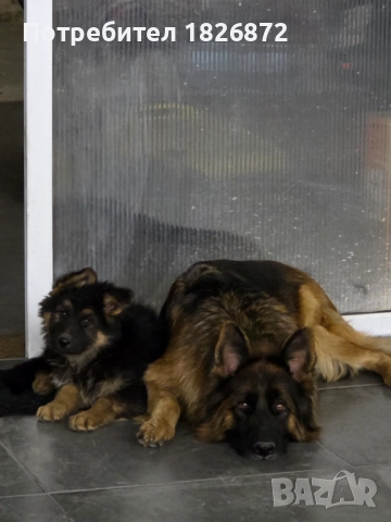 Продавам малки кученца - Немска овчарка, снимка 8 - Немска овчарка - 52060545