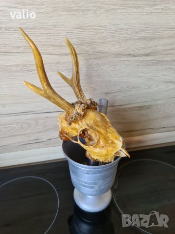 Рога от сръндак с черепа, снимка 1