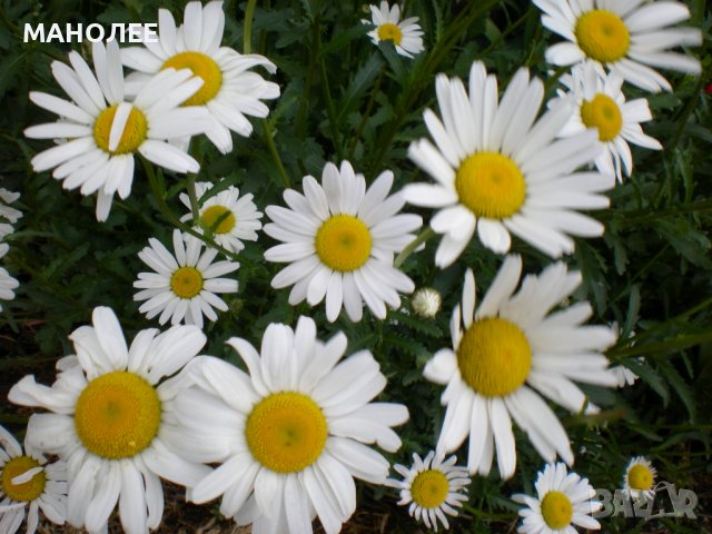 Маргаритки, снимка 1 - Градински цветя и растения - 39838609