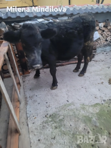 Продавам заплодена юница, снимка 5 - Крави - 52570243