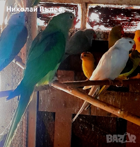 Млади мъжки и женски Александри, снимка 4 - Папагали - 52246227