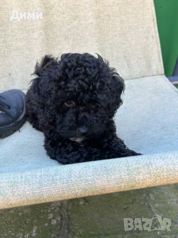 Пуделче- момченце , снимка 1