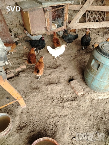 Продавам Кокошки, снимка 4 - Кокошки и пуйки - 53016557