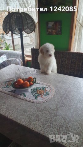 Мали кученца Лагото романьоло, снимка 5 - Други - 42261739