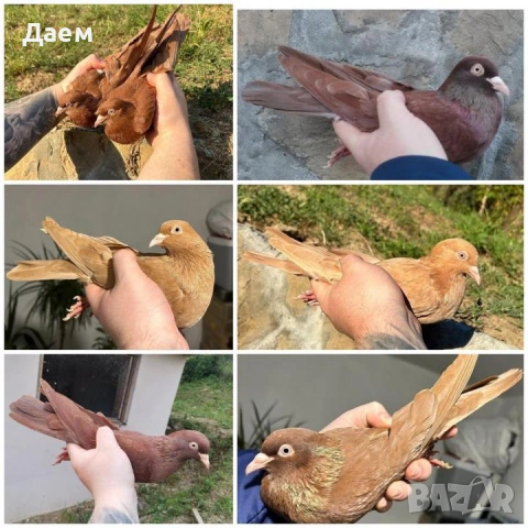 Поморийски Ролер Падащи !, снимка 3 - Гълъби - 53014239