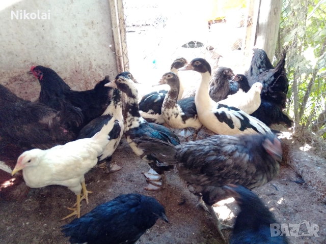 Неми патици(мускусни)на 6,5месеца , снимка 8 - Патици и гъски - 51772681