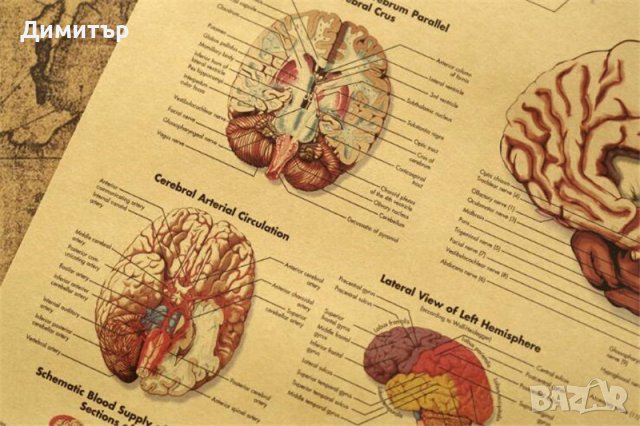 Постер постери плакат Мозък 42/29см., снимка 3 - Декорация за дома - 39939509
