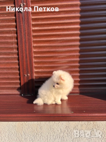 Померан , снимка 5 - Померан - 52839357