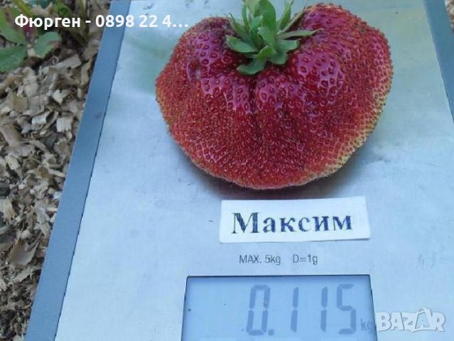 Ягода Максим - Strawberry Maxim Ягода гигант с прекрасен вкус и лесна за отглеждане, снимка 4 - Разсади - 39566676