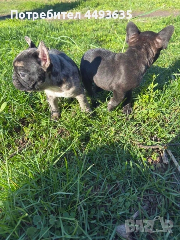 Френски булдог