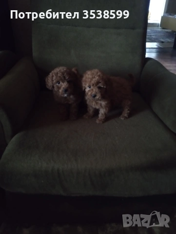 Той Пуделчета 