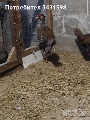 сребърни фазани , снимка 2 - други­ - 53178714