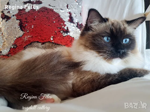 Рагдол женска котка от лицензиран развъдник с родословие / Ragdoll cats / Регдол коте, снимка 4 - Други - 45614570