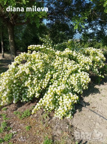 Физокарпус жълт, Physocarpus opulifolius ‘Dart’s Gold’, снимка 3 - Градински цветя и растения - 39879732