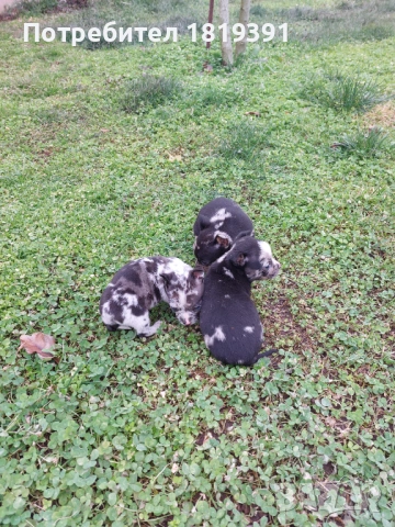 Пинчер мерле, снимка 10 - Пинчер - 53223710