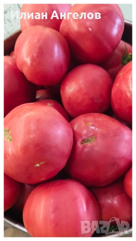 Семена от стари селски сортове домати,краставици и други