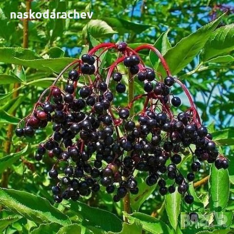 Фиданки Черен дървовиден бъз, Свирчовина (Sambucus nigra)