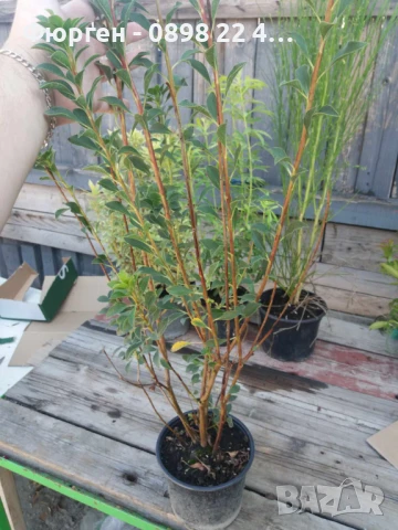 Енкиантус/ Enkianthus Campanulatus, снимка 5 - Разсади - 40935087