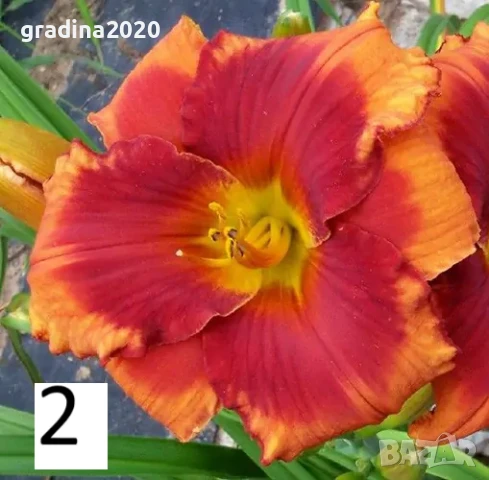 Хемерокалис Налични 5 вида, снимка 2 - Разсади - 50705358