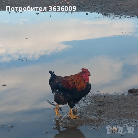 Продавам петли , снимка 4 - Кокошки и пуйки - 52511823