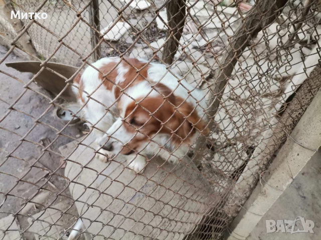 Кокер шпаньол, снимка 5 - Шпаньоли - 52671231