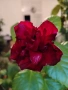 Хибискуси/китайски рози с едри кичести цветове, снимка 1