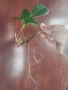 Резник Филодендрон Флорида с корени., снимка 1