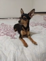 Продавам мини пинчер , снимка 4
