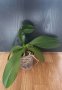 Орхидея фаленопсис Euphorion, снимка 2