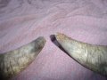 комплект рога, снимка 6