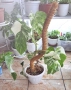 Monstera Albo Variagata, снимка 1
