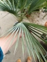 Брахея Армата,Мексиканска Синя Палма, снимка 6