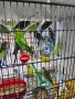 Разнообразие на папагали, снимка 4
