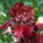 Перуника,ирис - червен,жълт,лилав високи, снимка 1 - Градински цветя и растения - 37148734