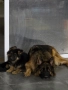 Продавам малки кученца - Немска овчарка, снимка 8