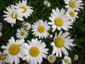 Маргаритки, снимка 1 - Градински цветя и растения - 39838609