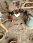 Продавам Кокошки, снимка 4