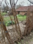 Овощен посадъчен материал череши и праскови, снимка 2