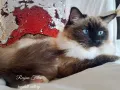 Рагдол женска котка от лицензиран развъдник с родословие / Ragdoll cats / Регдол коте, снимка 4