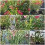 Зокум/Олеандър високи 2,50м, снимка 1 - Градински цветя и растения - 33312654